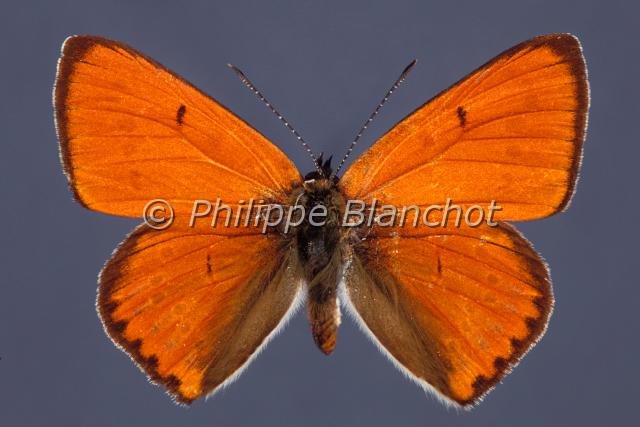 lycaena dispar 2.JPG - Lycaena disparCuivré des Marais (mâle)Large CopperLepidoptera, LycaenidaePapillon protégé en France